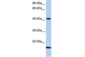 SEC14L4 antibody  (N-Term)