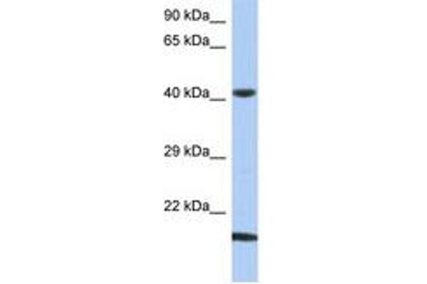 SEC14L4 抗体  (N-Term)