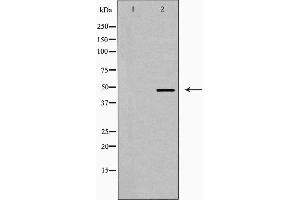 Western blot analysis of EFEMP2 expression in 3T3 cells,The lane on the left is treated with the antigen-specific peptide. (FBLN4 Antikörper  (Internal Region))