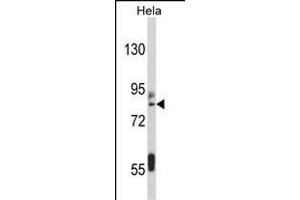 Western blot analysis of IT Antibody (C-term) (ABIN389476 and ABIN2839538) in Hela cell line lysates (35 μg/lane). (IMMT Antikörper  (C-Term))
