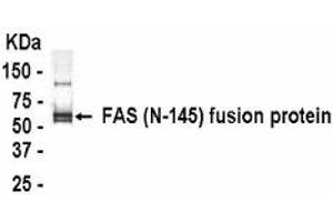 Western Blotting (WB) image for anti-TNF Receptor Superfamily, Member 6 (FAS) (AA 21-165) antibody (ABIN2467815) (FAS Antikörper  (AA 21-165))