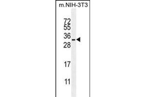 RRAS Antibody (Center) (ABIN655495 and ABIN2845013) western blot analysis in mouse NIH-3T3 cell line lysates (35 μg/lane). (R-Ras Antikörper  (AA 91-123))