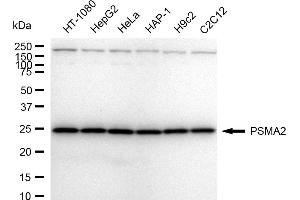 Western blotting analysis using PSMA2 antibody (ABIN7800960). (Rekombinanter Proteasome 20S Subunit alpha 2 Antikörper)