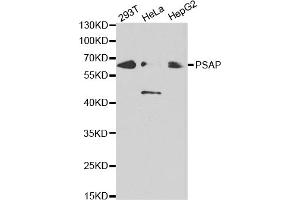 Western blot analysis of extracts of various cell lines, using PSAP antibody (ABIN5970922) at 1/1000 dilution. (Prosaposin Antikörper)