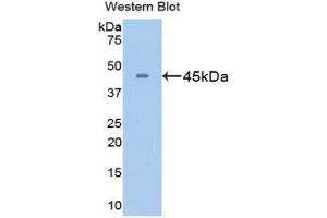 Western Blotting (WB) image for anti-Glutamine Synthetase (GLN1) (AA 1-373) antibody (ABIN1078070) (GLN1 Antikörper  (AA 1-373))