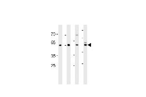 ENOA Antibody (N-term) (ABIN389406 and ABIN2839494) western blot analysis in ,mouse C2C12,mouse NIH/3T3 cell line and mouse brain tissue lysates (35 μg/lane). (ENO1 Antikörper  (N-Term))