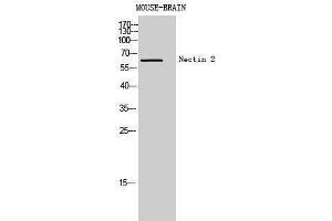 Western Blotting (WB) image for anti-Poliovirus Receptor-Related 2 (Herpesvirus Entry Mediator B) (PVRL2) (Internal Region) antibody (ABIN6281471)