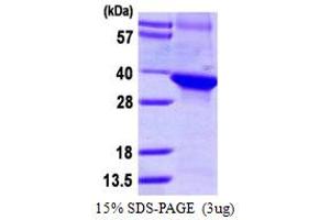 DCAF7 Protein (AA 19-295) (His tag)