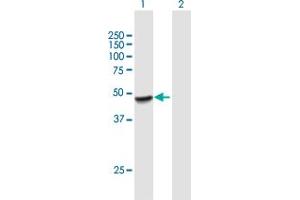 Western Blotting (WB) image for anti-Pleckstrin Homology Domain Containing, Family A (phosphoinositide Binding Specific) Member 1 (PLEKHA1) (AA 1-404) antibody (ABIN949558)