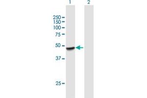 Western Blot analysis of PLEKHA1 expression in transfected 293T cell line by PLEKHA1 MaxPab polyclonal antibody. (PLEKHA1 Antikörper  (AA 1-404))