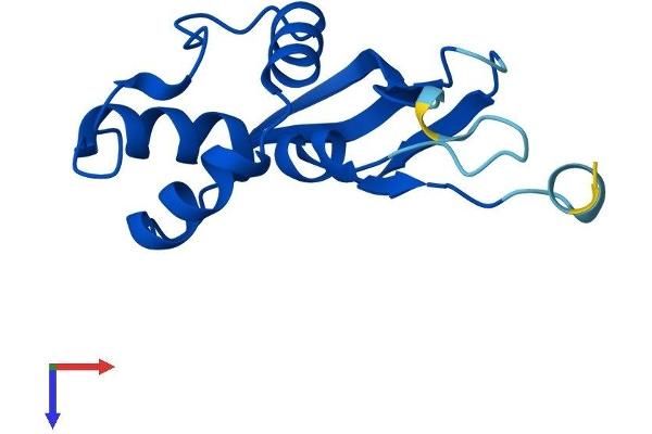 TRMT112 Protein (AA 1-125) (His tag)