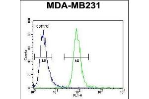 ZSWIM6 Antibody (C-term) (ABIN654590 and ABIN2844290) flow cytometric analysis of MDA-M cells (right histogram) compared to a negative control cell (left histogram). (ZSWIM6 Antikörper  (C-Term))