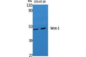 Western Blot (WB) analysis of specific cells using Wnt-1 Polyclonal Antibody. (WNT1 Antikörper  (C-Term))