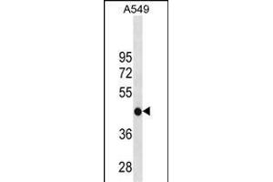 GATM Antibody (C-term) (ABIN1881365 and ABIN2838739) western blot analysis in A549 cell line lysates (35 μg/lane).