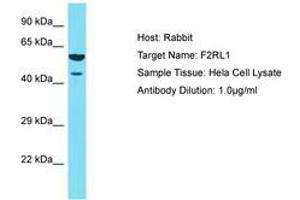 Image no. 1 for anti-Coagulation Factor II (thrombin) Receptor-Like 1 (F2RL1) (AA 260-309) antibody (ABIN6750435) (F2RL1 Antikörper  (AA 260-309))
