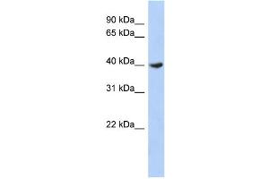 WB Suggested Anti-DPF2 Antibody Titration: 0. (DPF2 Antikörper  (Middle Region))