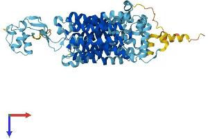 SLC22A2 Protein (AA 1-555) (His tag)