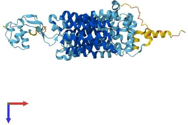 SLC22A2 Protein (AA 1-555) (His tag)