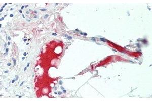 Detection of C4B in Human Small Intestine Tissue using Polyclonal Antibody to Complement C4-B (C4B) (C4B Antikörper  (AA 680-756))