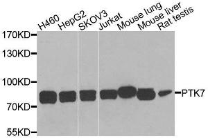 PTK7 Antikörper  (AA 811-1070)