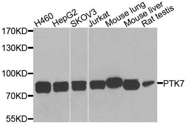 PTK7 Antikörper  (AA 811-1070)