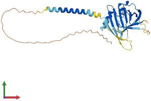 Protein Structure (PS) image for Integral Membrane Protein 2C (ITM2C) (AA 1-267) protein (His tag) (ABIN7548560)
