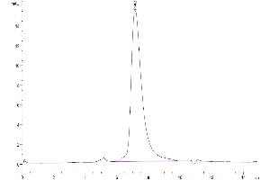 The purity of Biotinylated Human EGFRVIII is greater than 95 % as determined by SEC-HPLC.