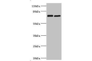 Western blot All lanes: Double-strand break repair protein MRE11A antibody at 8 μg/mL Lane 1: 293T whole cell lysate Lane 2: K562 whole cell lysate Secondary Goat polyclonal to rabbit IgG at 1/10000 dilution Predicted band size: 81, 78, 82 kDa Observed band size: 81 kDa (Mre11 Antikörper  (AA 1-205))