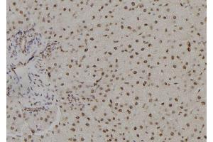 ABIN6265769 and ABIN6278757 at 1/100 staining Rat liver tissue by IHC-P. (THNSL1 Antikörper  (Internal Region))