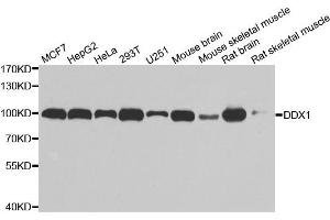 Western blot analysis of extracts of various cell lines, using DDX1 antibody. (DDX1 Antikörper)