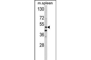 Western blot analysis of hP10- (ABIN390134 and ABIN2840638) in mouse spleen tissue lysates (35 μg/lane). (MMP10 Antikörper  (C-Term))