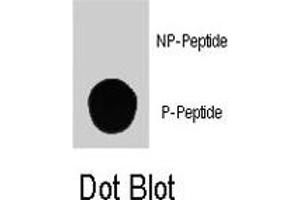 Dot blot analysis of PIK3C3 (phospho S164) polyclonal antibody  on nitrocellulose membrane. (PIK3C3 Antikörper  (pSer164))
