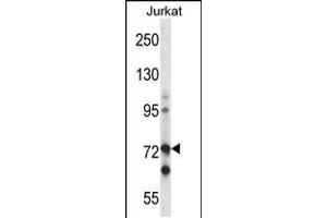 Western blot analysis in Jurkat cell line lysates (35ug/lane). (RAF1 Antikörper  (N-Term))