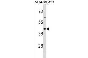 OR2B6 Antibody (C-term) (ABIN1881601 and ABIN2839087) western blot analysis in MDA-M cell line lysates (35 μg/lane). (OR2B6 Antikörper  (C-Term))