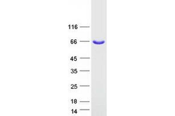 KBTBD5 Protein (Myc-DYKDDDDK Tag)