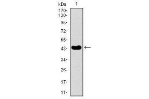 Image no. 4 for anti-Thyroid Hormone Receptor Interactor 6 (TRIP6) antibody (ABIN1490826) (TRIP6 Antikörper)