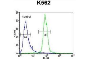 Flow cytometric analysis of K562 cells using hCG_2024410 Antibody (C-term) Cat. (hCG_2024410 (AA 187-215), (C-Term) Antikörper)