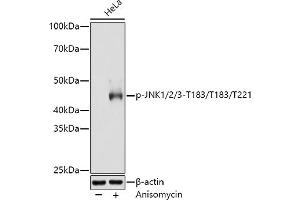 Western blot analysis of extracts of HeLa cells, using Phospho-JNK1/2/3-T183/T183/T221 antibody (ABIN6135251, ABIN6135990, ABIN6135991 and ABIN7101879) at 1:3000 dilution. (MAPK8/9/10 Antikörper  (pThr183, pThr221, Thr183))