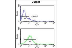 Flow cytometry analysis of Jurkat cells (bottom histogram) compared to a negative control cell (top histogram). (Myosin IA Antikörper  (AA 276-304))