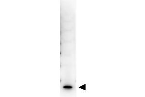 Western Blot showing detection of Human IL-7. (IL-7 Antikörper  (Biotin))