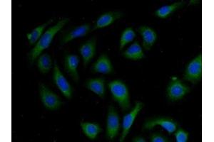 Immunofluorescence (IF) image for anti-A Kinase (PRKA) Anchor Protein 11 (AKAP11) (AA 1650-1901) antibody (ABIN7443557)