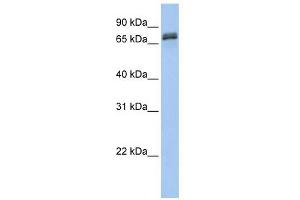 DYNC1I1 antibody used at 1 ug/ml to detect target protein. (DYNC1I1 Antikörper  (N-Term))