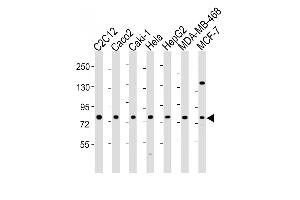 All lanes : Anti-L Antibody (N-Term) at 1:2000 dilution Lane 1: C2C12 whole cell lysate Lane 2: Caco2 whole cell lysate Lane 3: Caki-1 whole cell lysate Lane 4: Hela whole cell lysate Lane 5: HepG2 whole cell lysate Lane 6: MDA-MB-468 whole cell lysate Lane 7: MCF-7 whole cell lysate Lysates/proteins at 20 μg per lane.