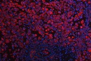 IF analysis of RPS5 using anti-RPS5 antibody (ABIN7599076). (RPS5 Antikörper  (AA 1-204))