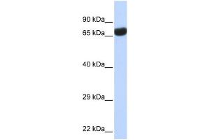 WB Suggested Anti-TPTE Antibody Titration:  0.
