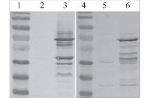 Western Blot testing of MLV-gag antibody. (MLV p30 Antikörper)