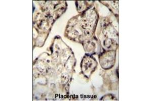 SYT8 antibody (Center) (ABIN654312 and ABIN2844096) immunohistochemistry analysis in formalin fixed and paraffin embedded human Placenta tissue followed by peroxidase conjugation of the secondary antibody and DAB staining. (SYT8 Antikörper  (AA 60-88))