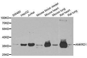 Western Blotting (WB) image for anti-Ankyrin Repeat Domain 1 (Cardiac Muscle) (ANKRD1) antibody (ABIN1980271) (ANKRD1 Antikörper)