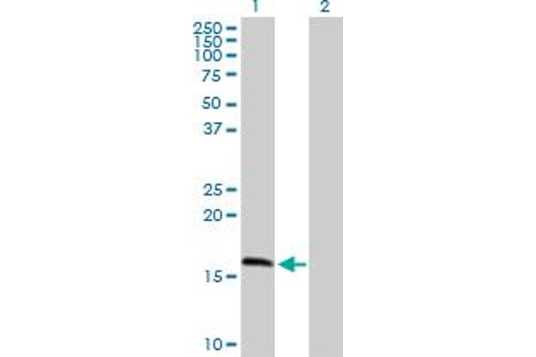 MRPS11 Antikörper  (AA 1-194)