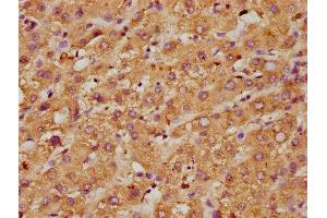 IHC image of ABIN7160488 diluted at 1:600 and staining in paraffin-embedded human liver tissue performed on a Leica BondTM system. (Myeloperoxidase Antikörper  (AA 165-278))
